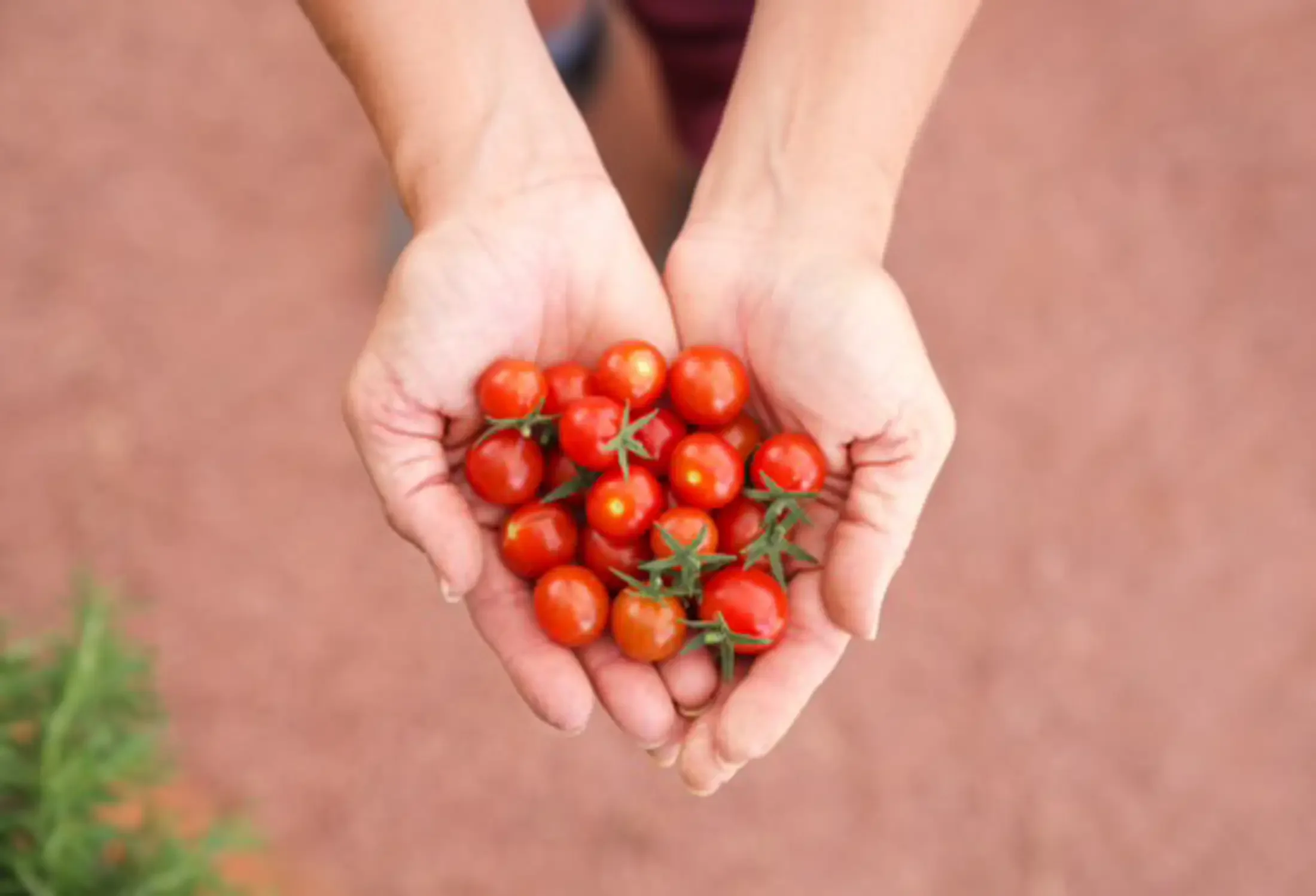 Person holding a handful of small, ripe cherry tomatoes from a garden.