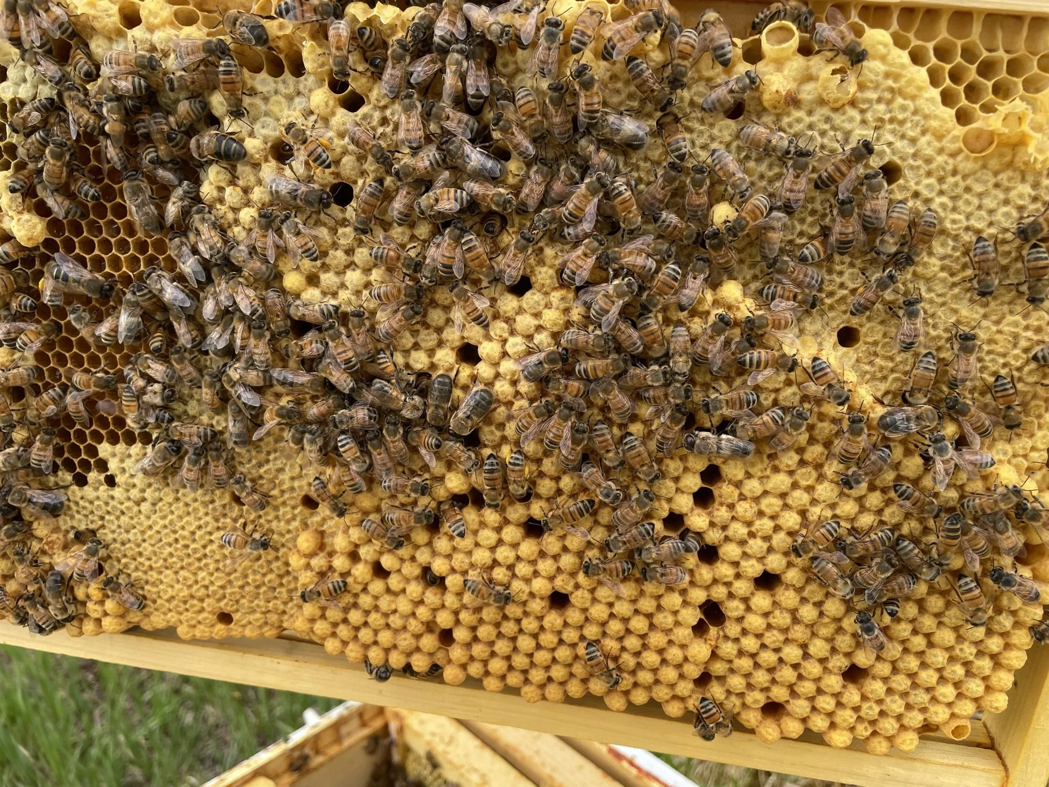 Close-up of a honeycomb with bees working on it in a hive.