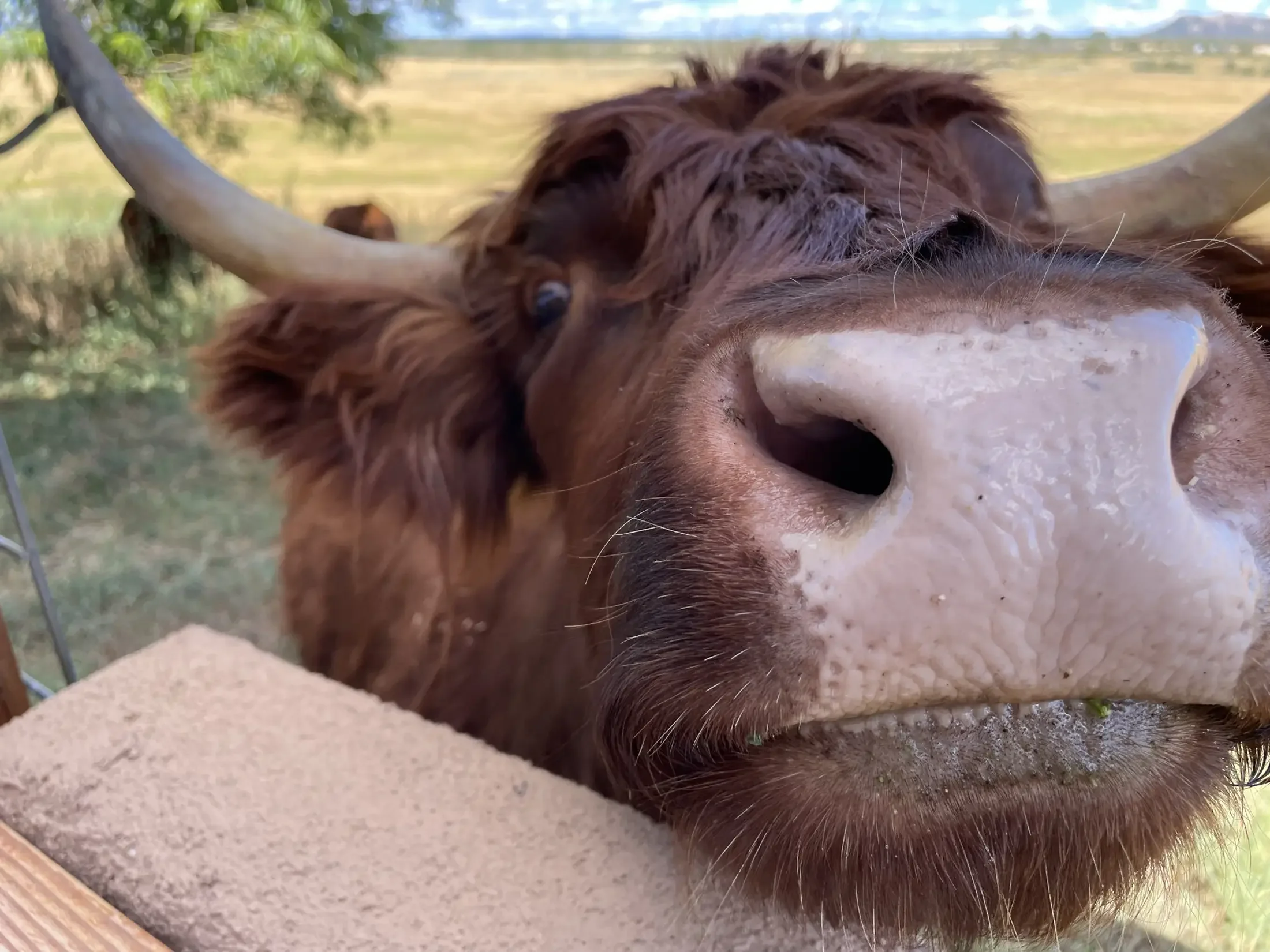 Close-up of a brown horse's face, showing its nostrils and part of its mane, with a background of trees and open sky.