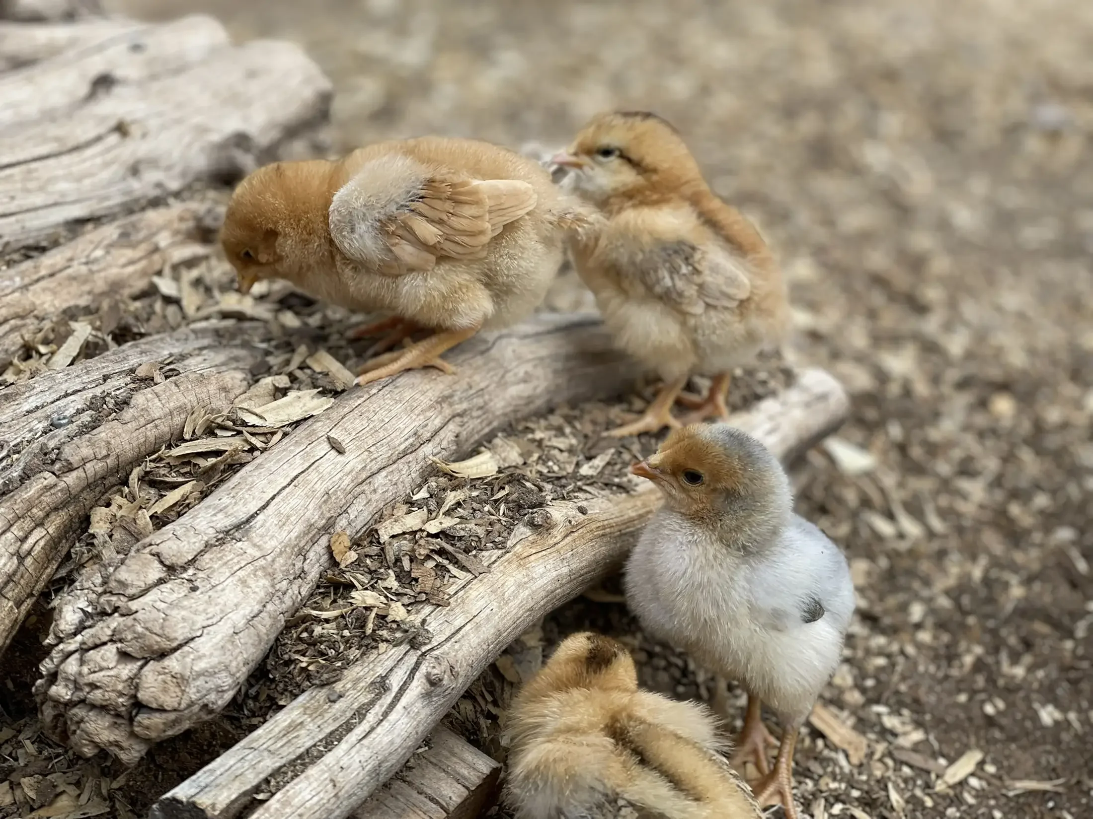 Group of fluffy yellow baby chicks around a piece of weathered wood on a dirt ground.