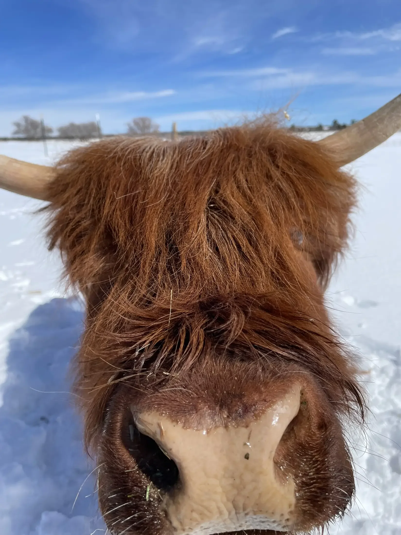 Close-up of a dog's face, possibly a retriever, with a reddish-brown coat, lying in snow with a blue sky in the background.