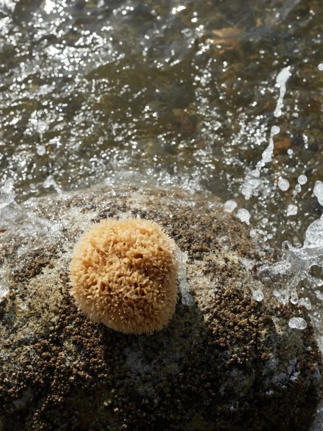 Éponge de Mer - WELL KEPT