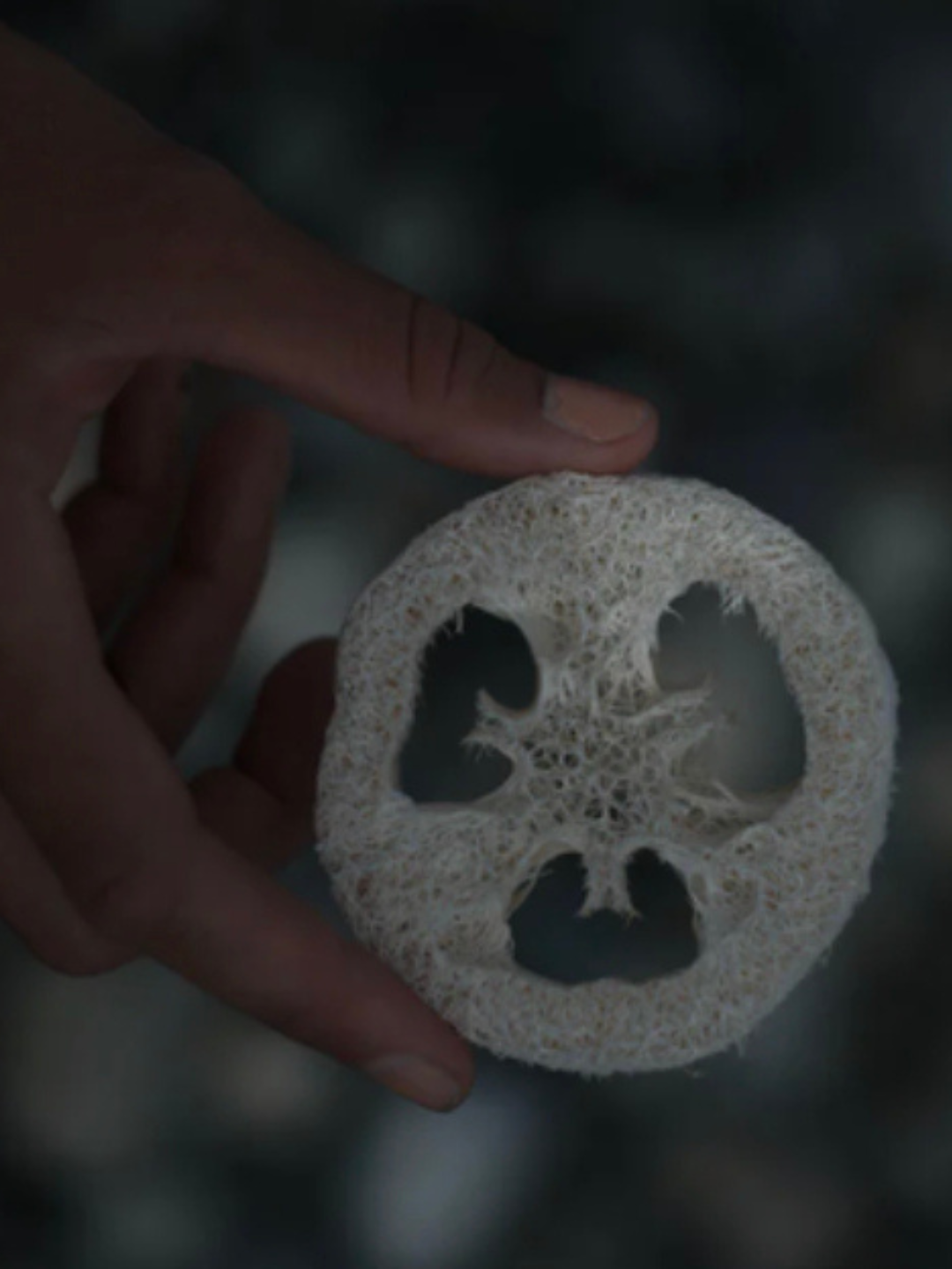 Gourde Loofah - WELL KEPT