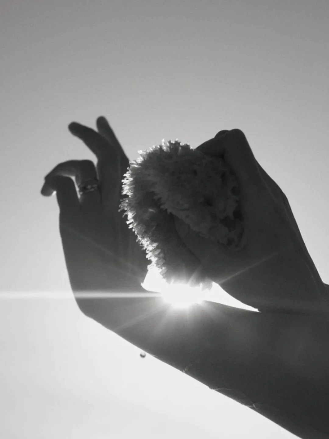 Éponge de Mer - WELL KEPT