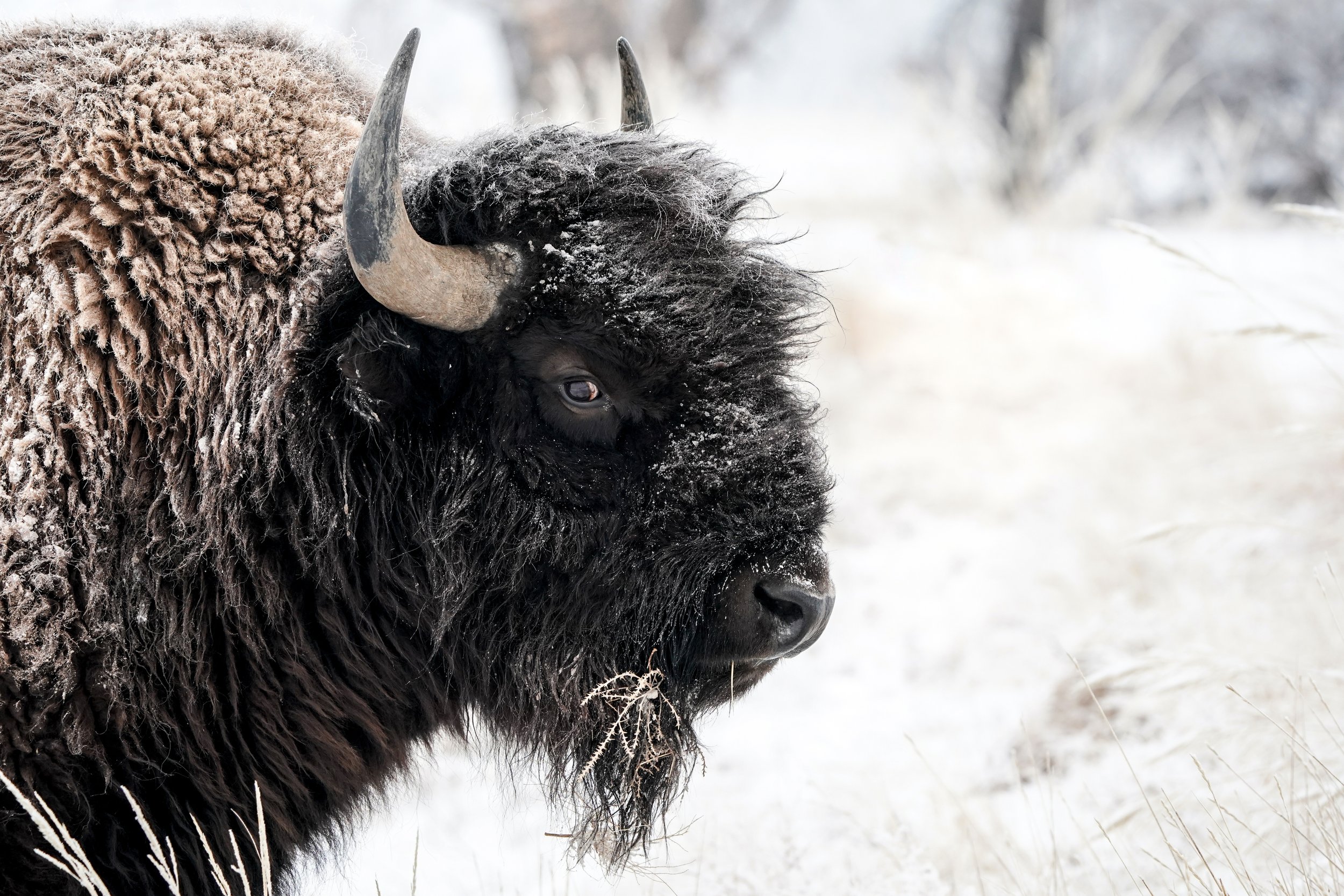 Close-up of an American bison with snowy fur in a winter setting.