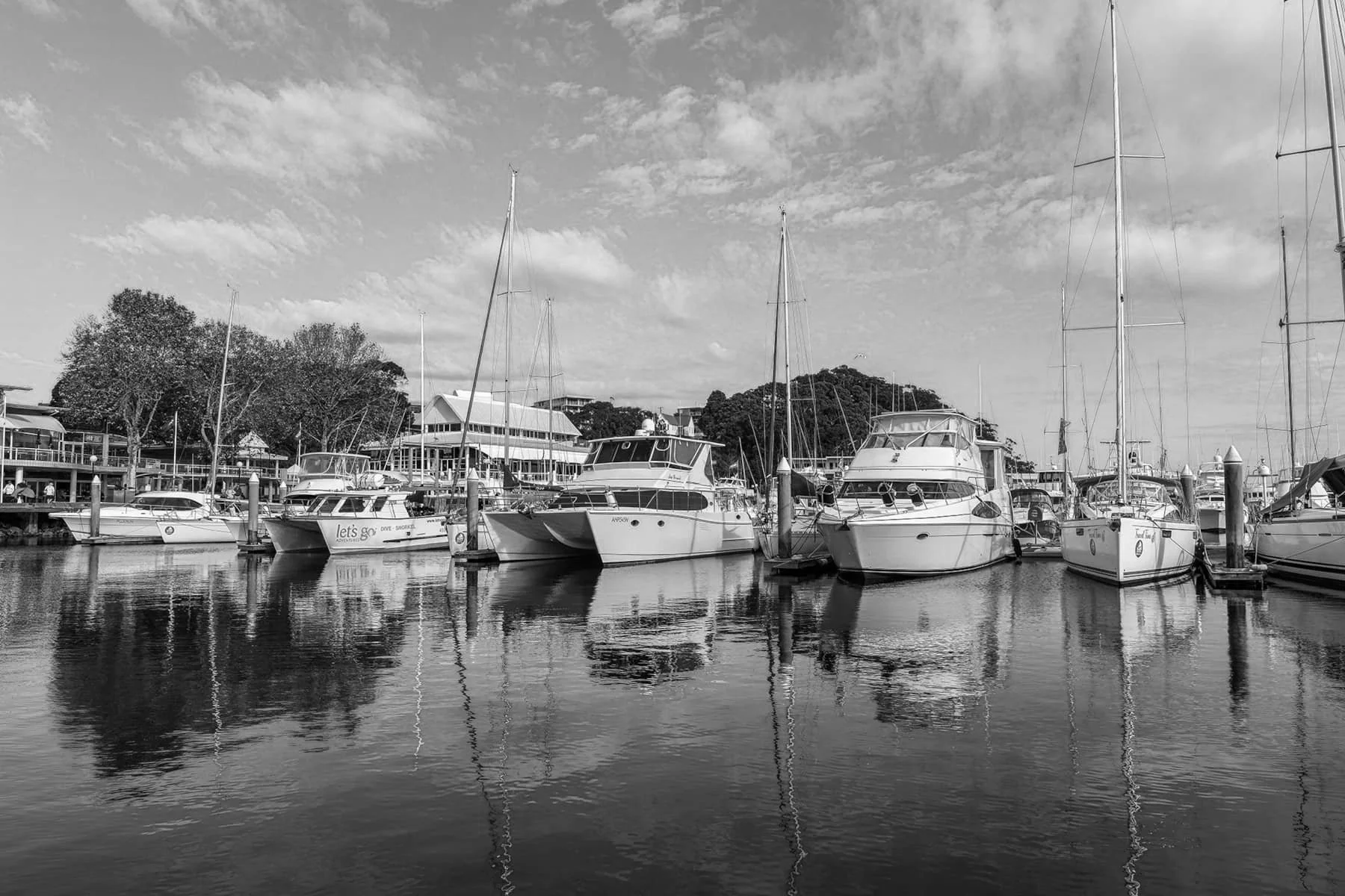 dophin and whale watching.jpg