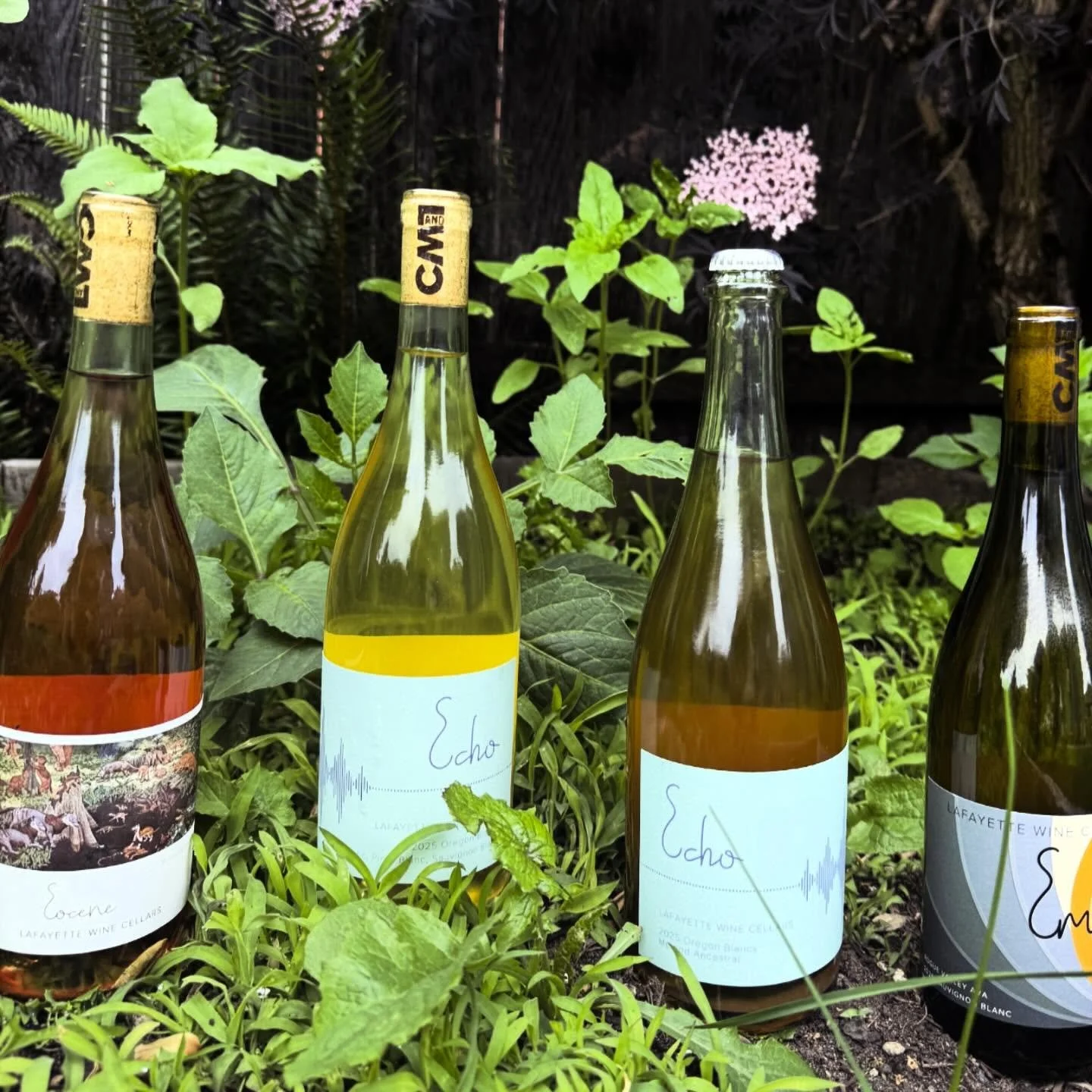 New fresh vino!! If you&rsquo;re a wine club member I have a special discount for you 🥰 come by! Taste a bunch of indie wine! 

Saturday May 23rd, 12-5pm 😛

@ricochetwine !!

#ricochetwine #oregon #wine #event #lafayettewinecellars