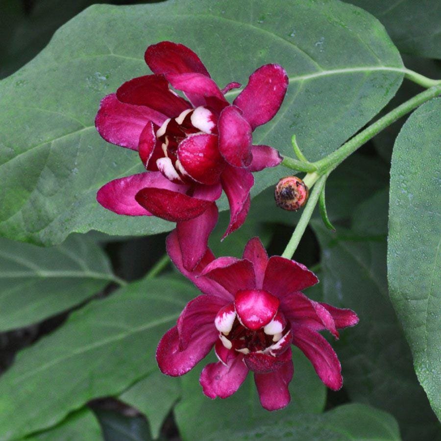castor oil plant seeds Castor Oil Bean 'Gibsonii' seeds