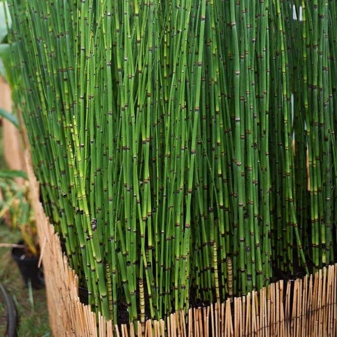 Horsetail Grass 4'' In Pot  Town Creek Nursery