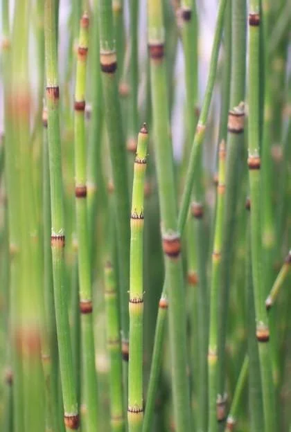 Horsetail Grass 4'' In Pot  Town Creek Nursery