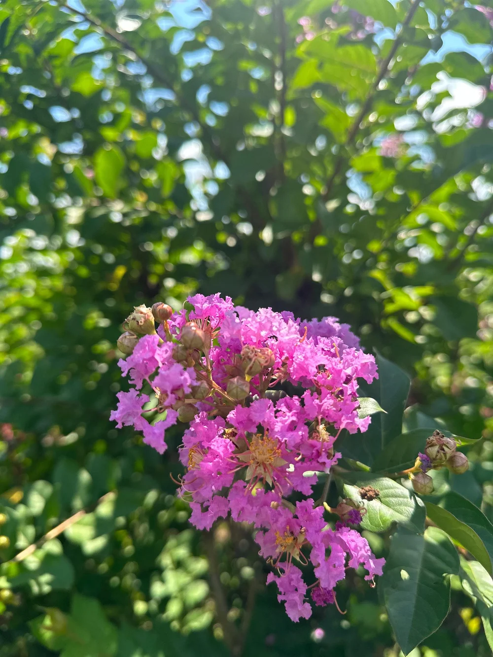 Quart Pot Mixed Crape Myrtle Plant 18'-24' Height  Town Creek Nursery