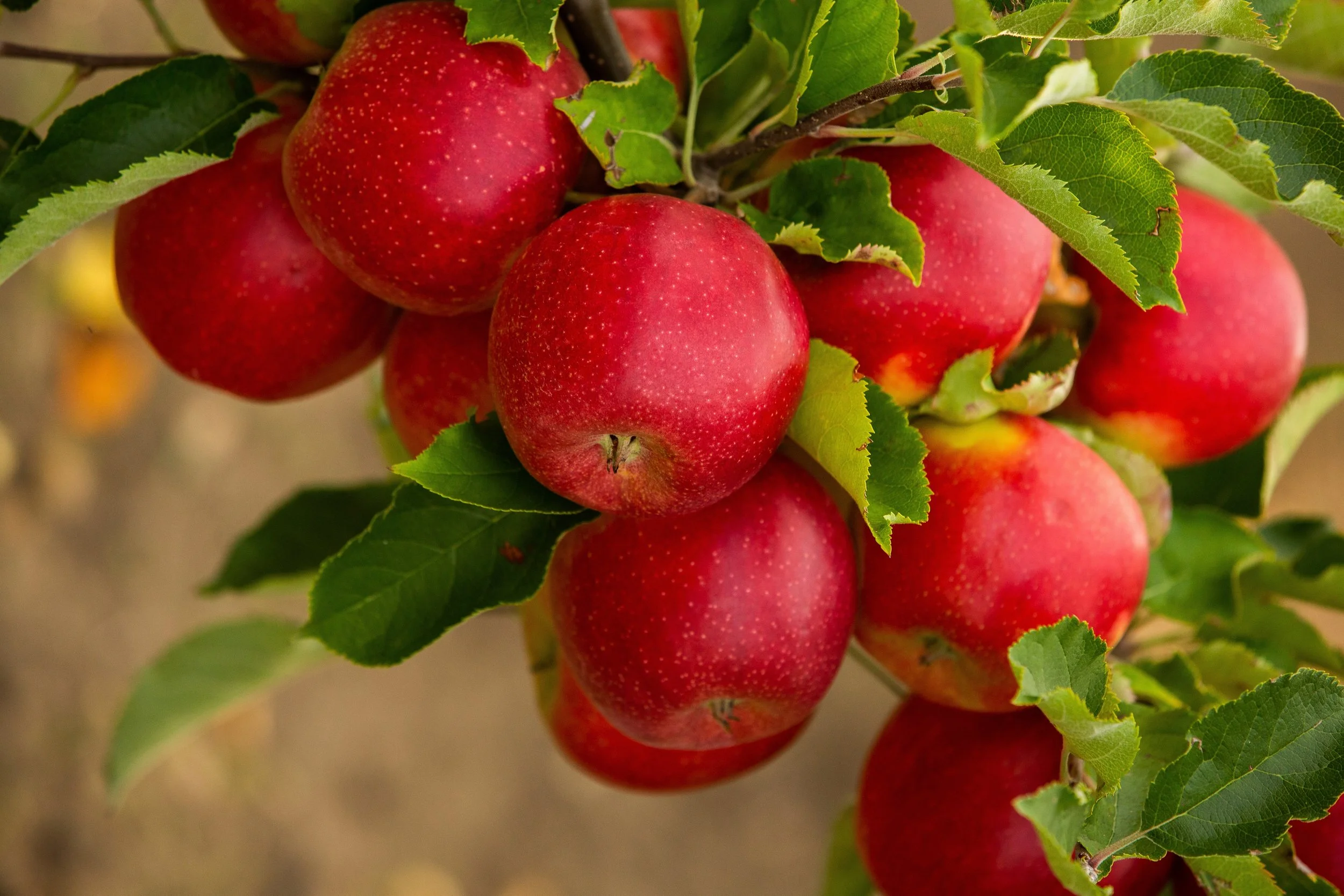 fruit-trees-town-creek-nursery