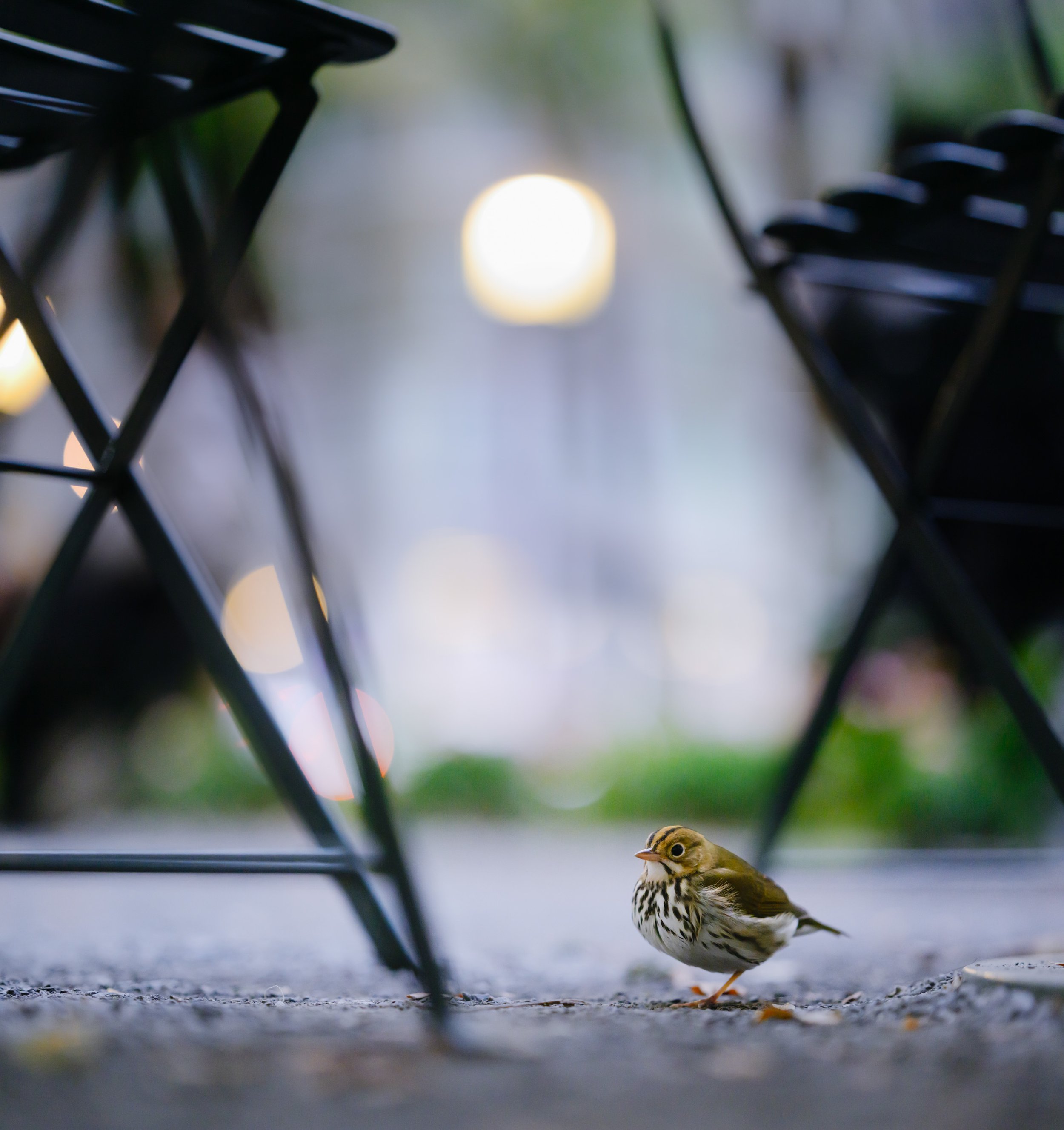 20240925-Ovenbird NYC 1-2.jpg