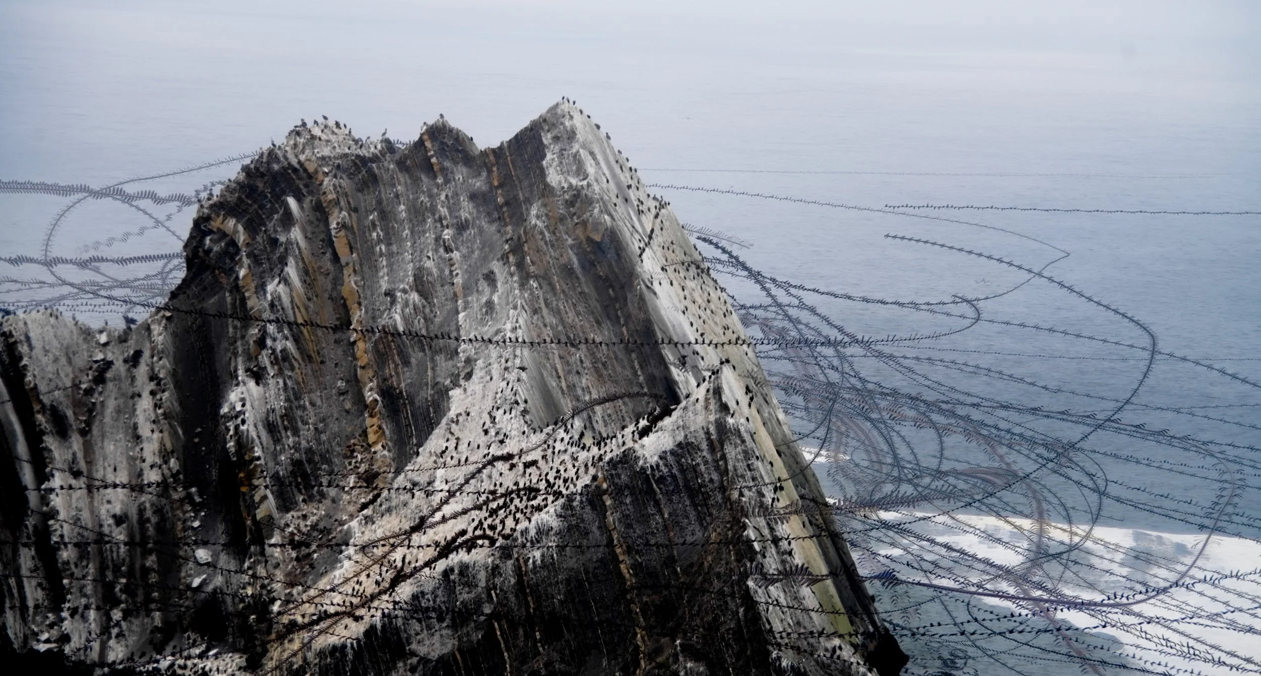 _Motion 5 original pacifica cormorants-4.jpg