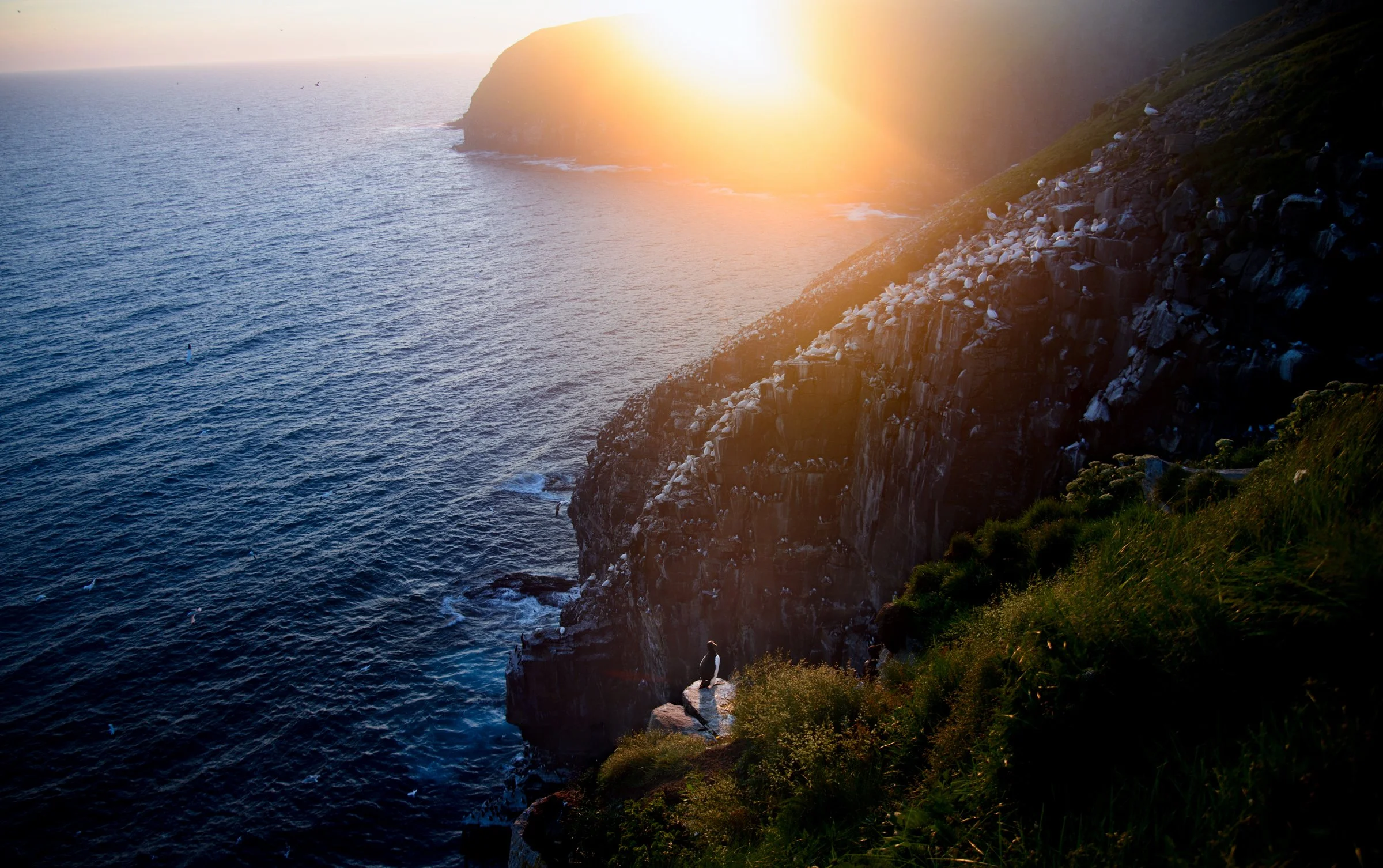 20250805-D8B_2403 murre 24mm v3.jpg