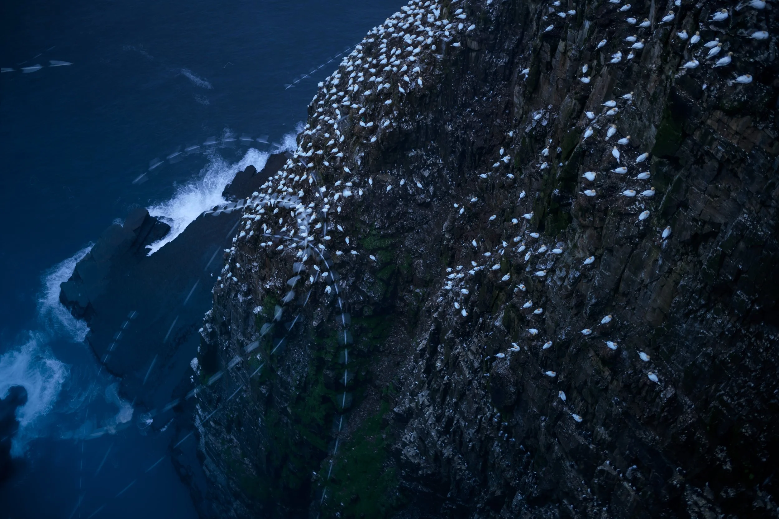 Gannets Movement 1-2.jpg