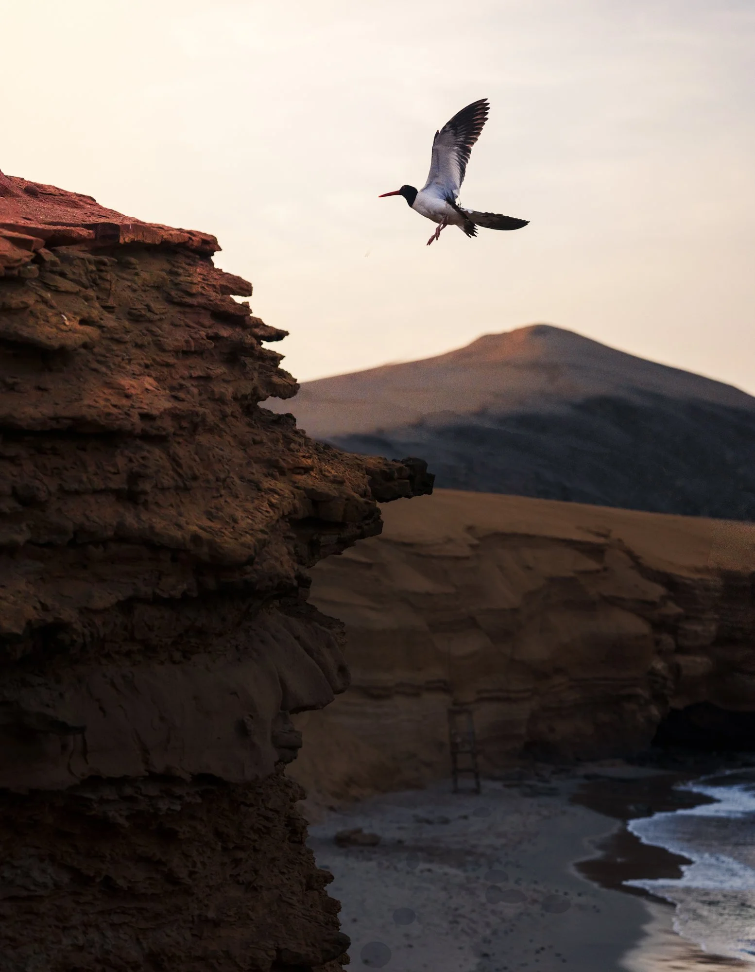 20250116-24-1204-1804-Z8I_0511 oystercatcher peru 5.jpg