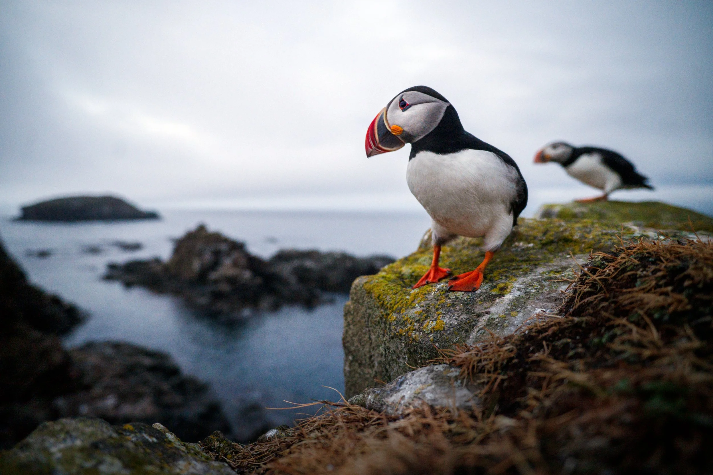 20250728-Z8I_1969 Puffin 20mm Vignette.jpg