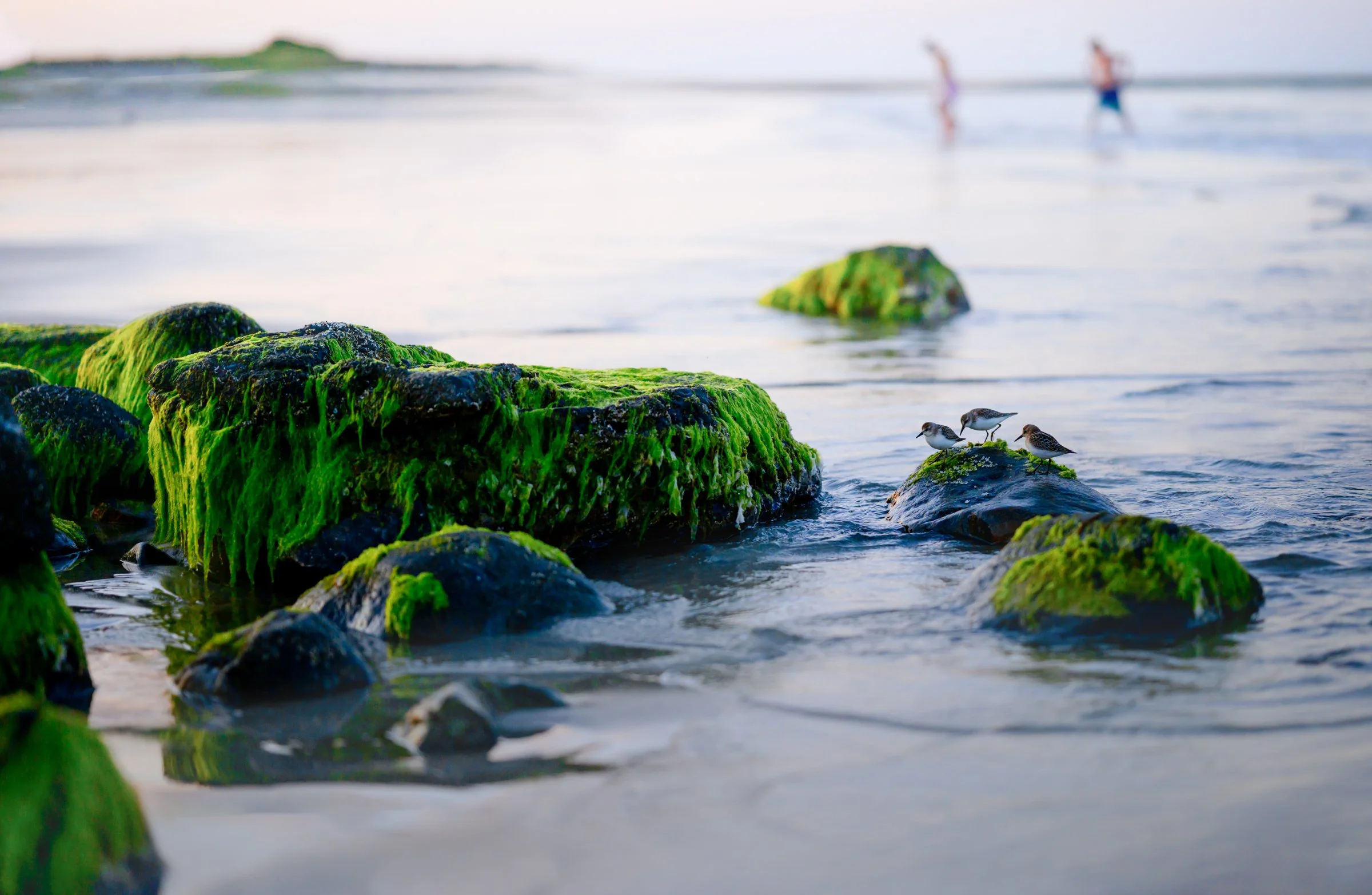 20240828-Z8G_9667 peeps sandpipers plum 6.jpg