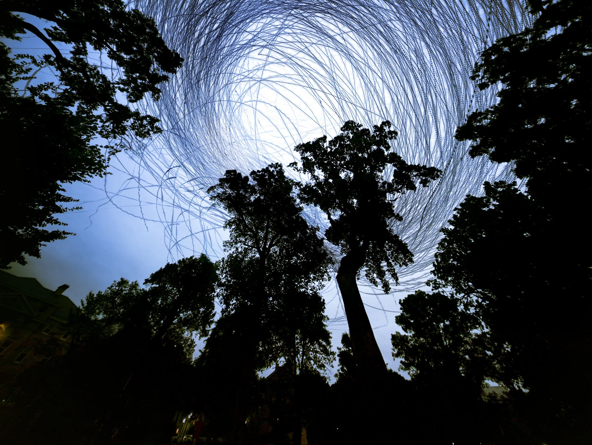 Chimney Swifts in their natural roost