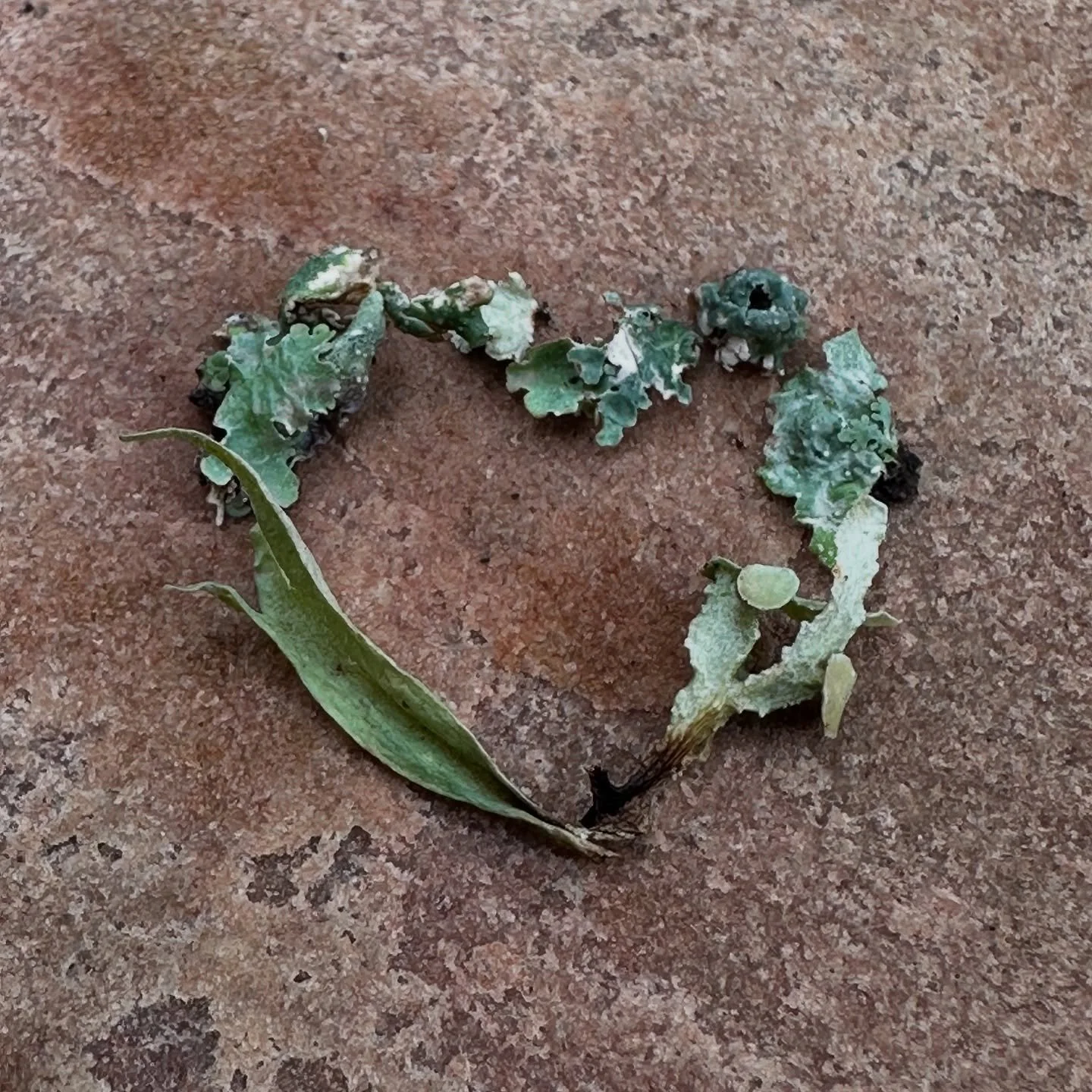 I study and paint the lichens of Texas Hill Country. 

My heart is heavy