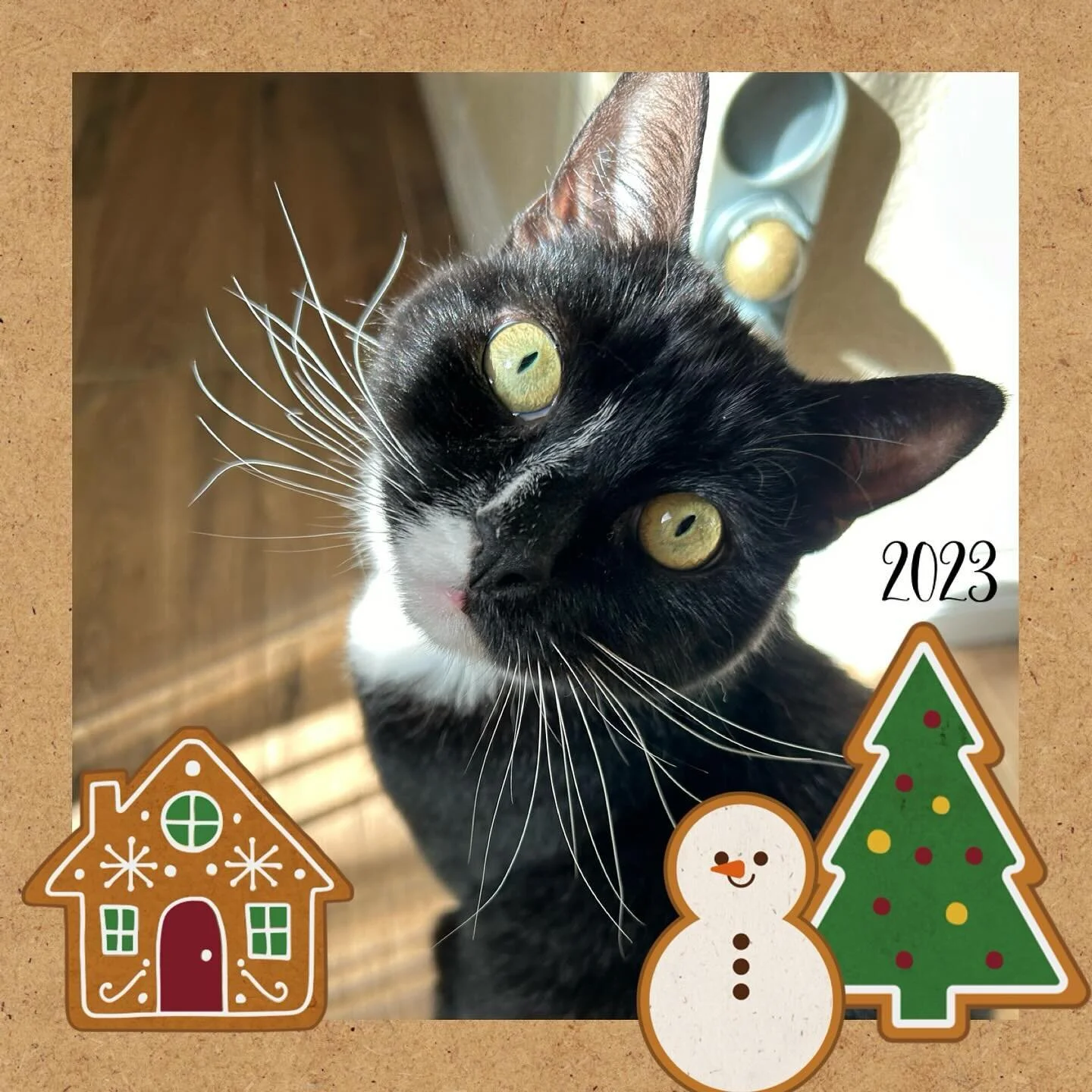 My little guy ❤️ Trader JoJo! 

#catmom #tuxedocat #catsofinstagram #christmascat