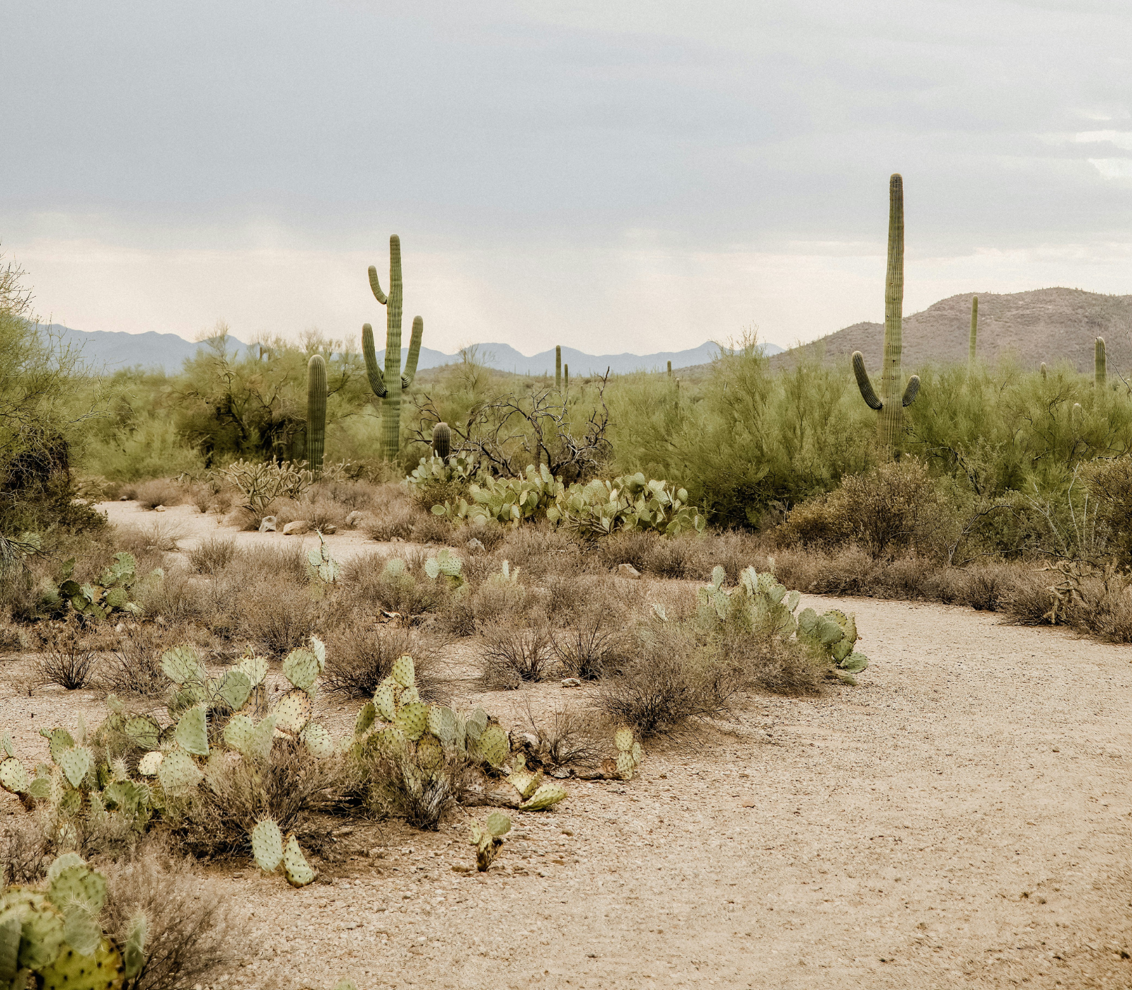 Undeveloped desert land with saguaro cacti and rocky terrain in Arizona