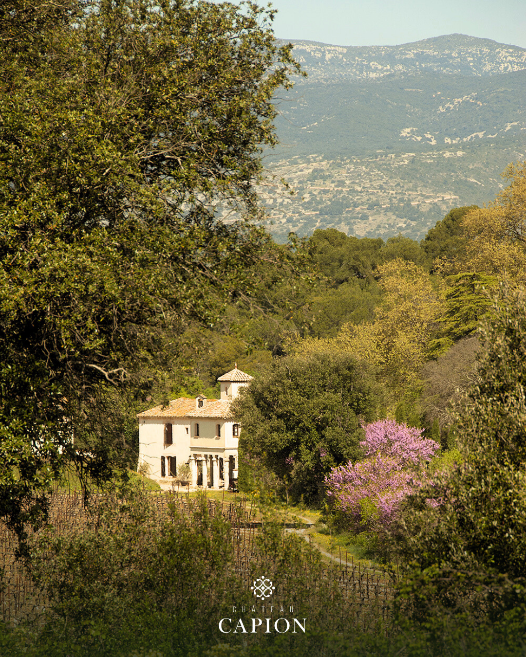Terrasses du Larzac