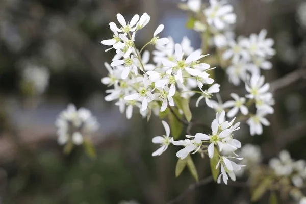 selective-focus-serviceberry-flowers-600nw-2657618697.webp