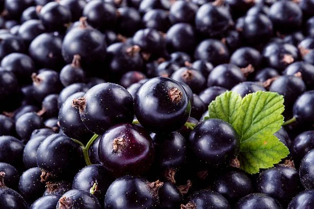 Cassis
