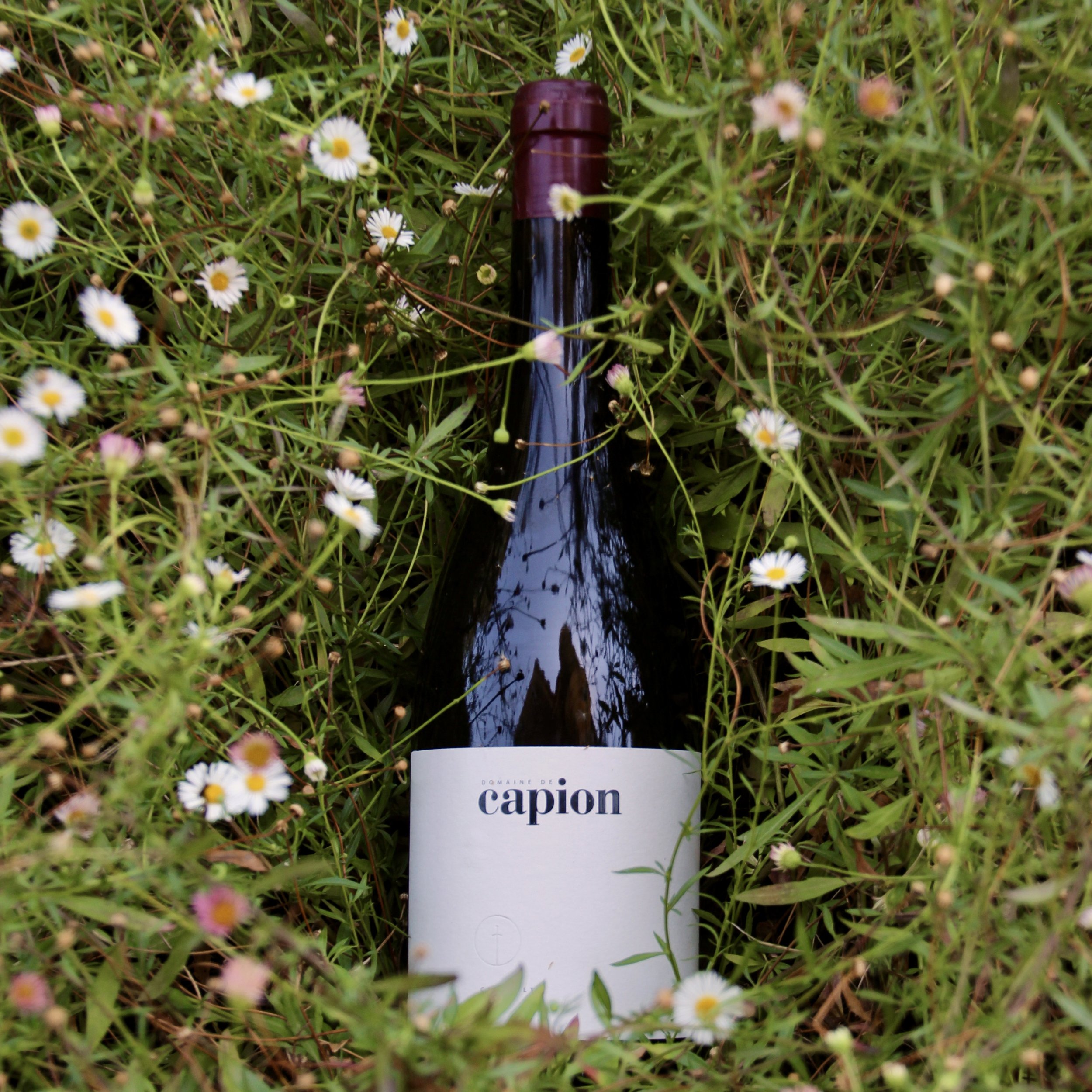 Vin rouge Capion