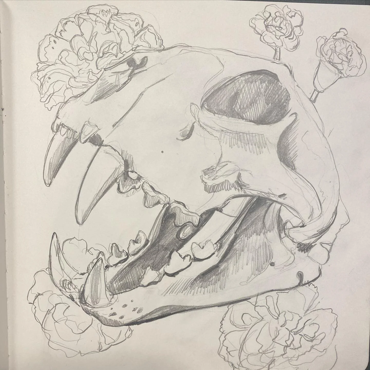 I did this a little bit ago and I don&rsquo;t even remember what skull this is ☠️ #skulls #animalskull #drawing #skullsketch #skulldrawing #sketchbook