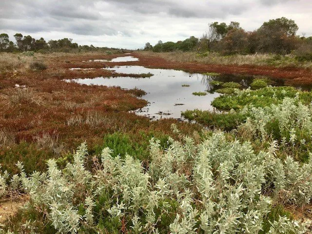 Swan Bay’s Saltmarshes - walk & talk with Jeff Yogivic