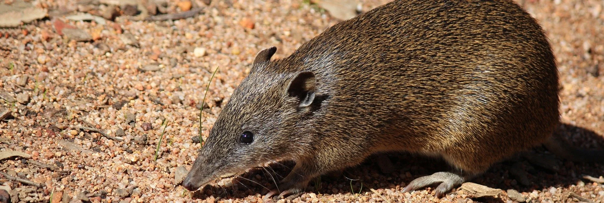 Bandicoot Treasure Hunt