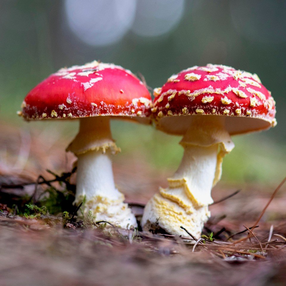 Fabulous Fungi // group exhibition