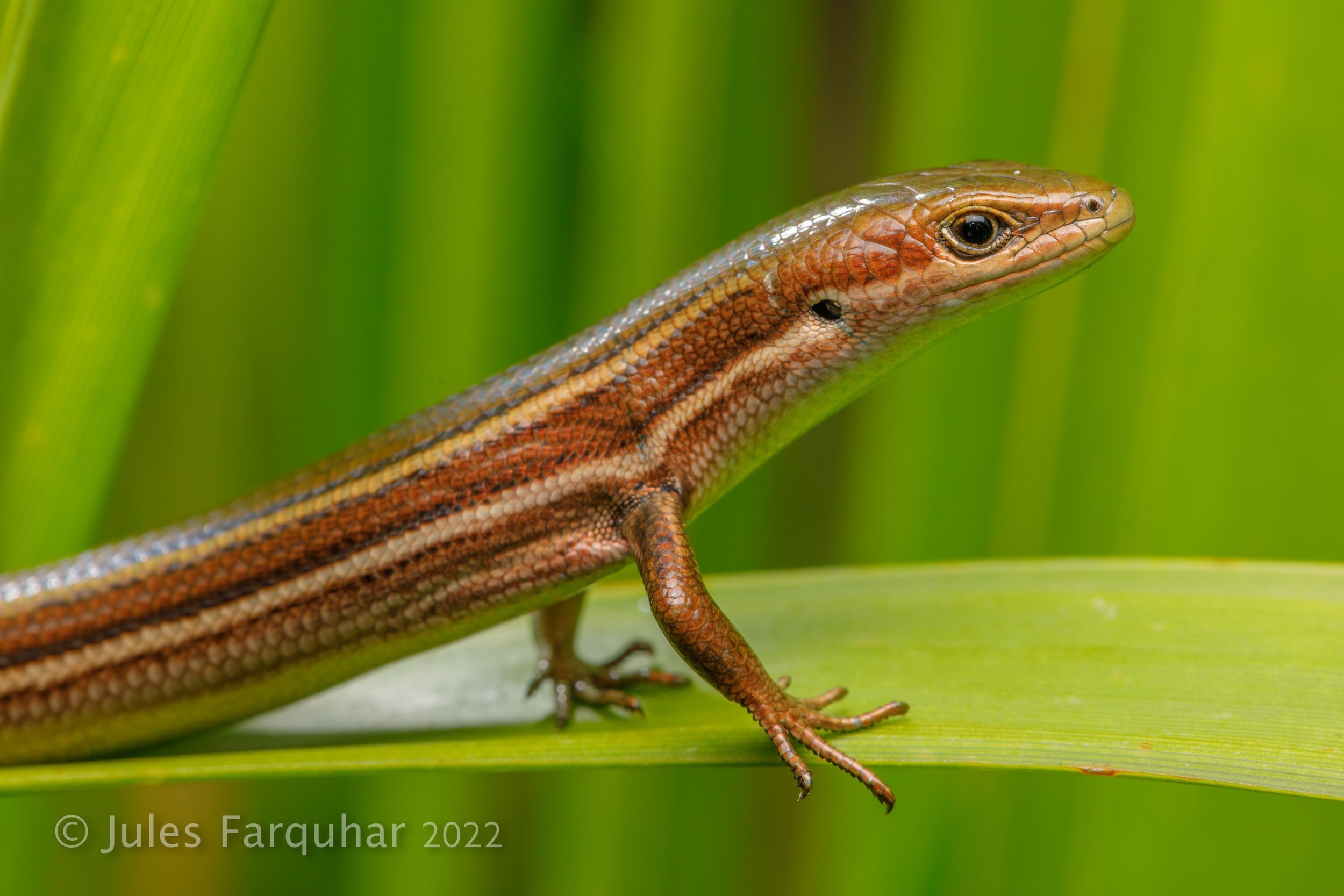 Bellarine Glossy Grassy Skinks with Jules Farquhar