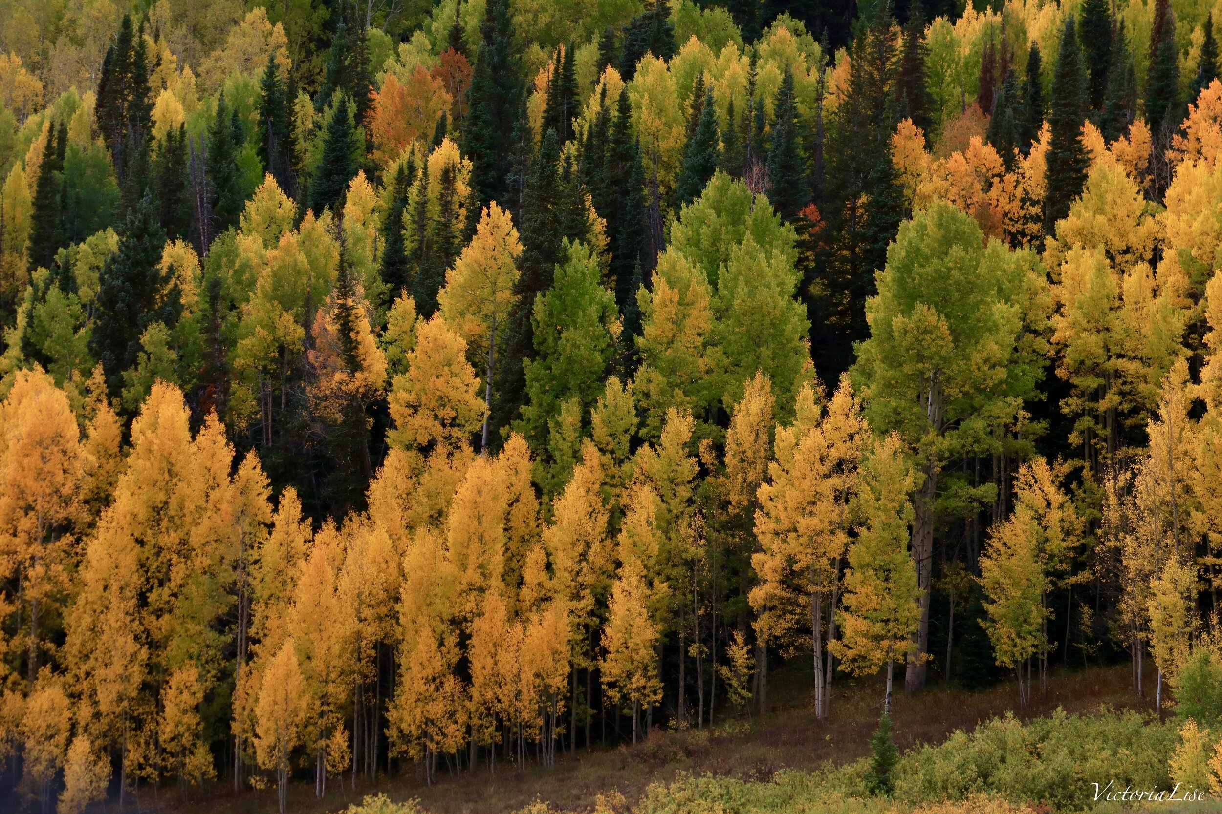 Trees Of Colorful Colorado