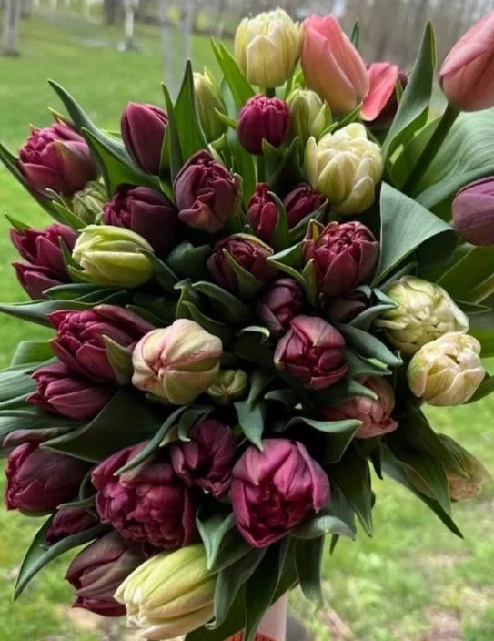 Tulips.jpg (Copy)