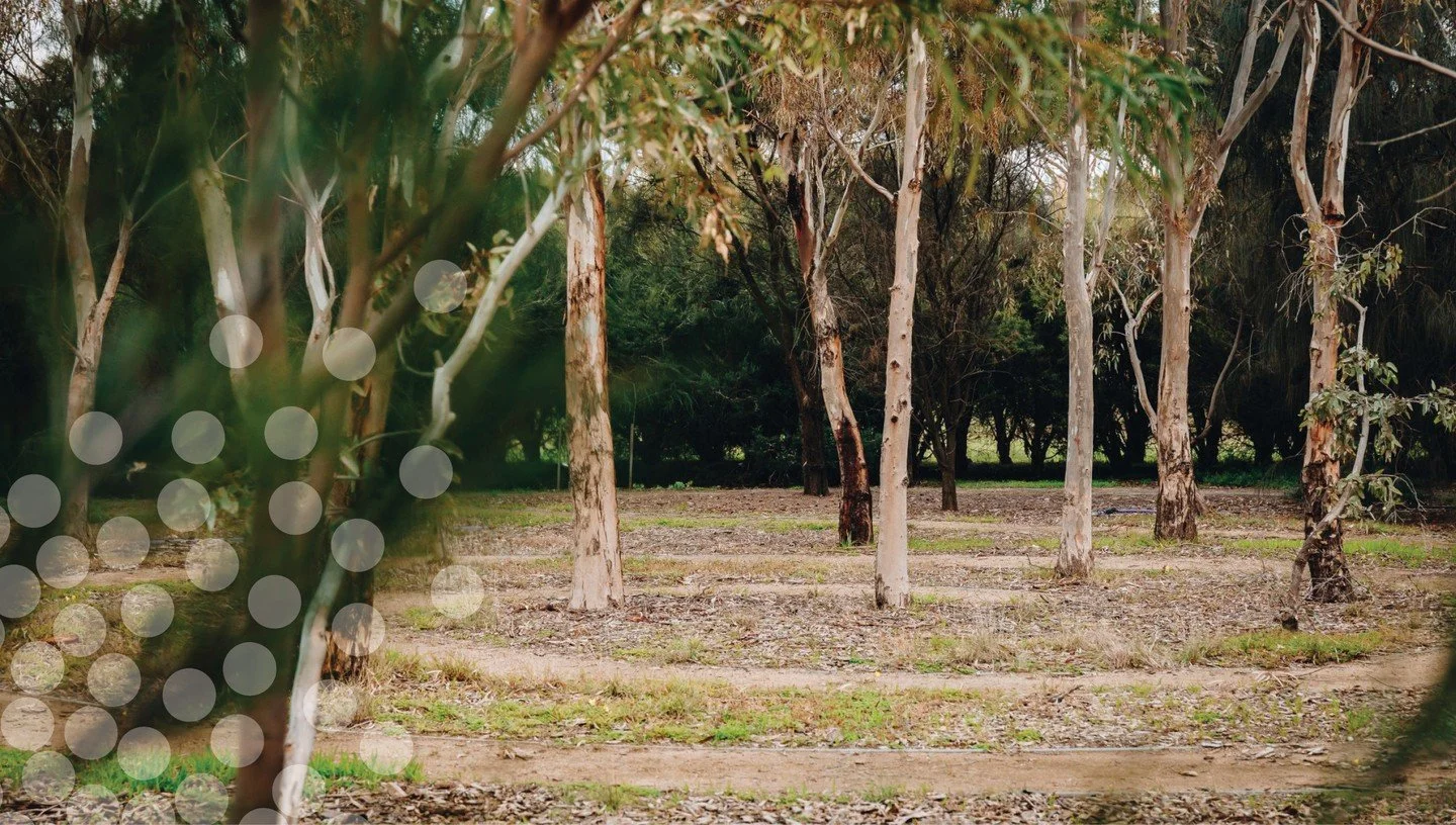 Explore the land artwork 'A Forest for Australia' by Agnes Denes on a guided tour around Altona Treatment Plant. This free walk is presented as part of the &lsquo;Dear Agnes,&rsquo; contemporary public art program, which pays tribute to the forest an