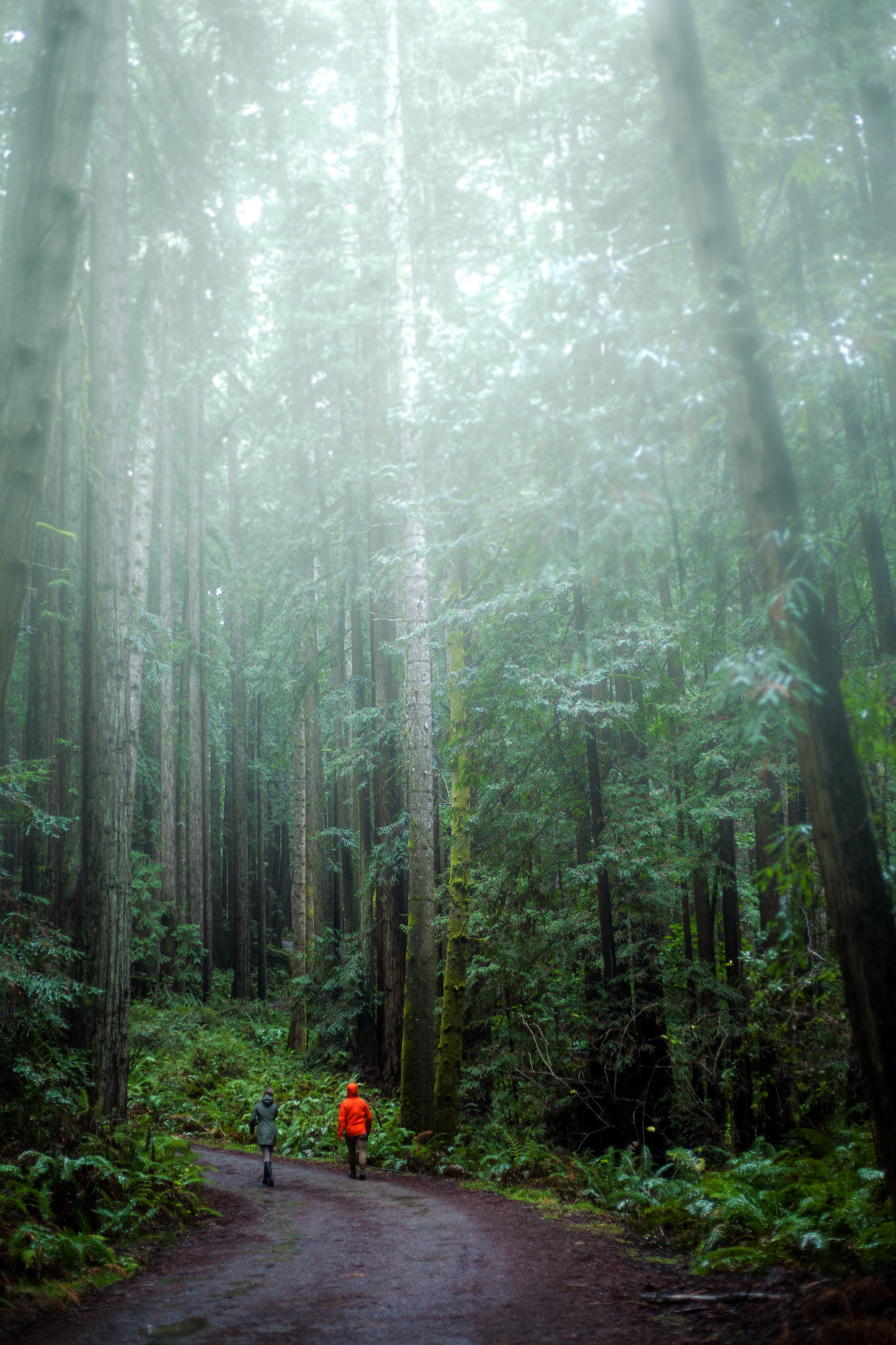 Two people walking on a dirt trail through a lush, foggy forest with tall trees and dense greenery.