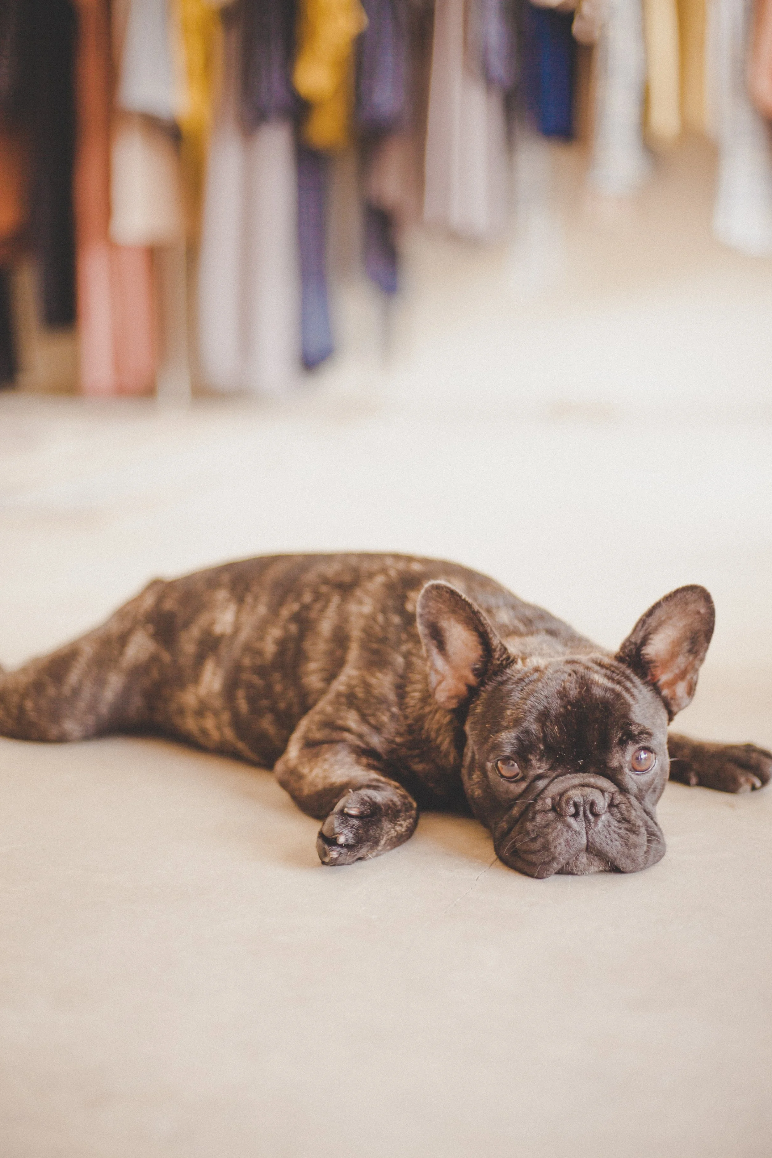 A brindle French Bulldog lying on the floor in a store, with clothing racks visible in the background.