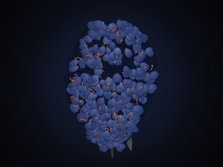 Blue Plat 41