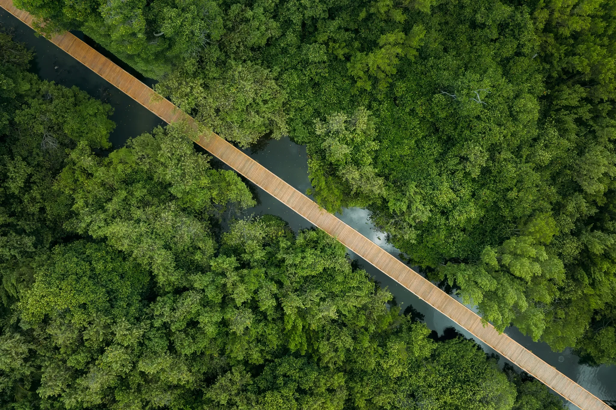 DRRPC-EXT-Aerial-Mangrove-Walkway-CP.webp
