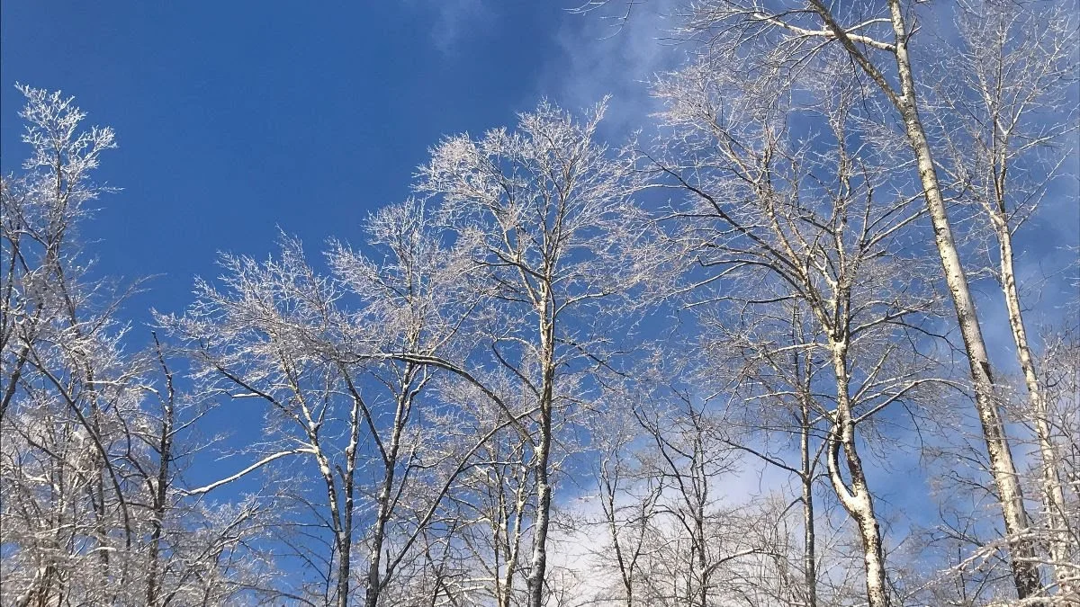 ice-coated bare tree canopy against a blue sky in winter
