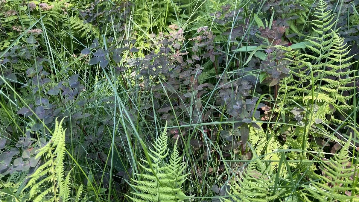 sunlit green ferns in a northeastern forest