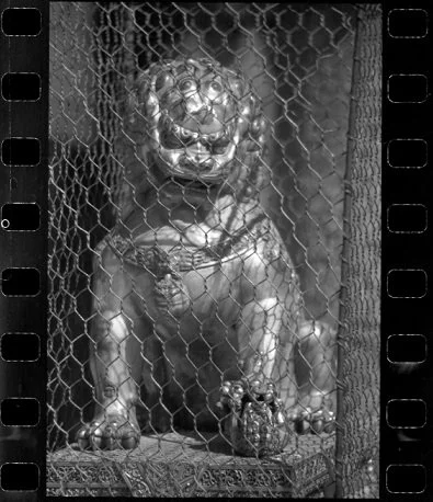 这头狮子好像已经醒了。 1988年 北京故宫.png