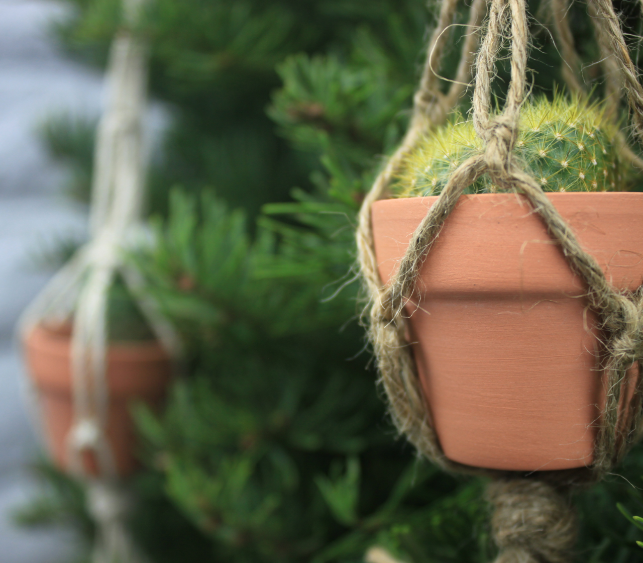 Close-up of tiny macrame plant holders with tiny clay pots that hold cacti, in front of Christmas tree branches.