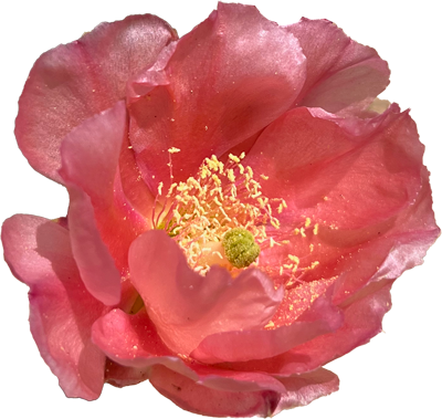 Close-up of a pink flower with yellow stamens and a green pistil.