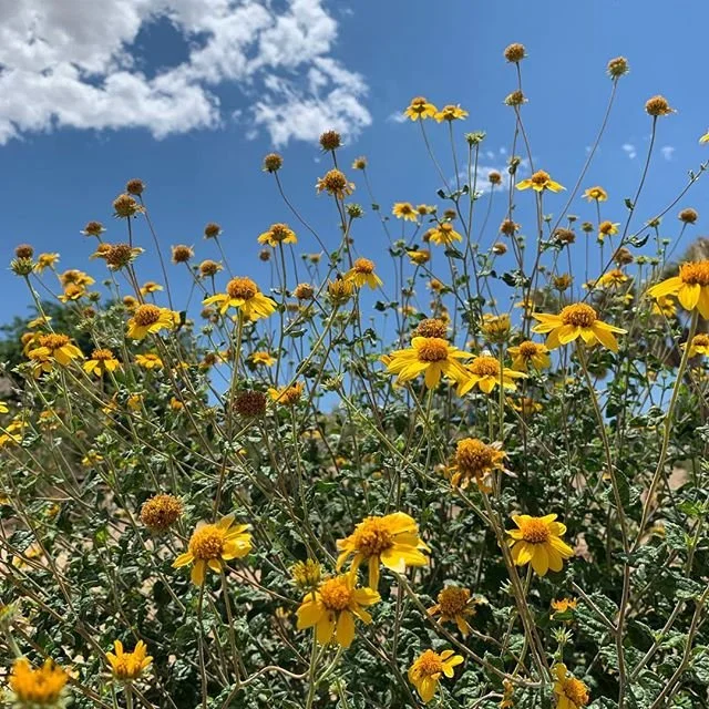 Yellow wildflowers against a blue sky with scattered clouds.