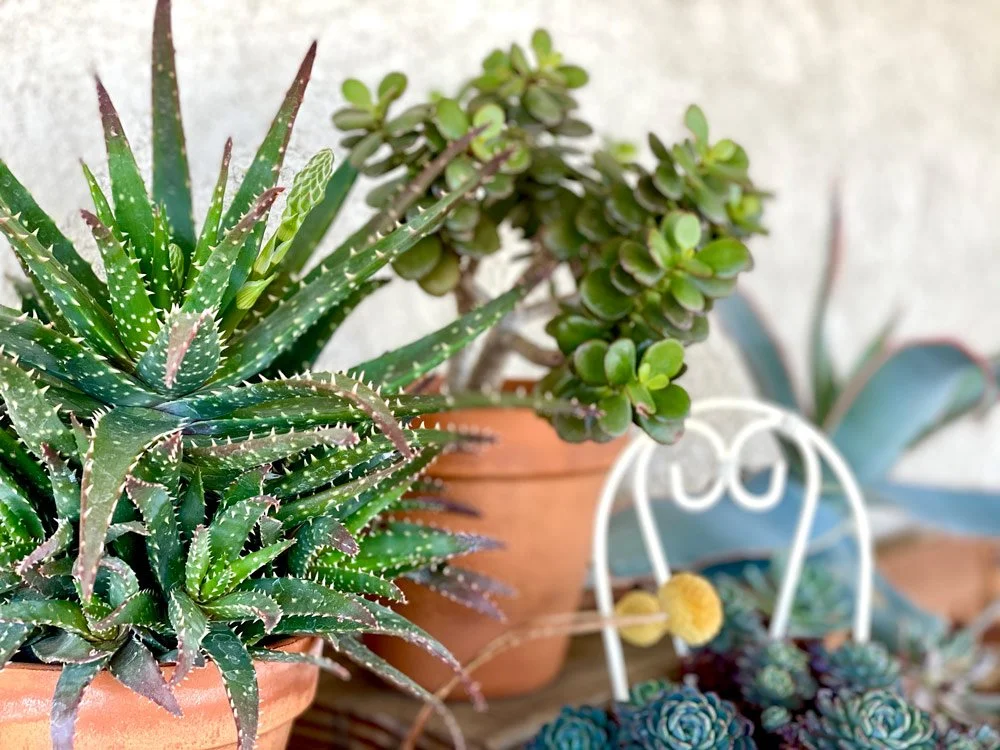 Let's Talk Plant Food